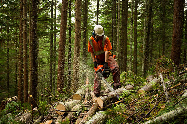 2 day Forestry - Wilderness First Aid Training for tree surgeons